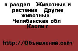  в раздел : Животные и растения » Другие животные . Челябинская обл.,Касли г.